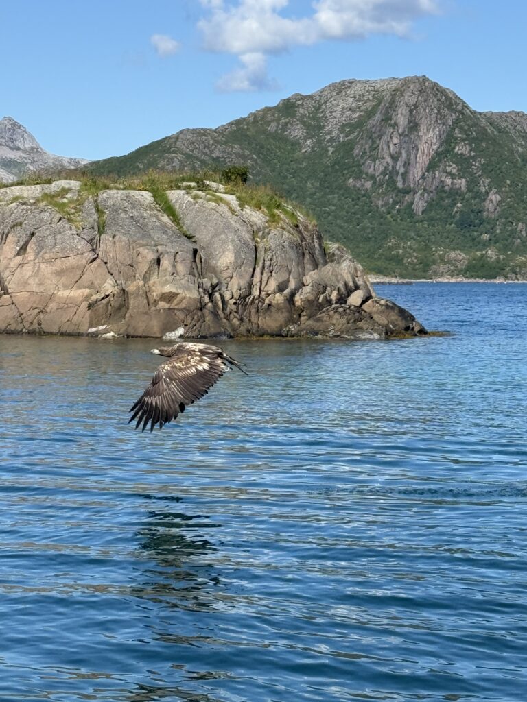 sea eagle safari lofoten