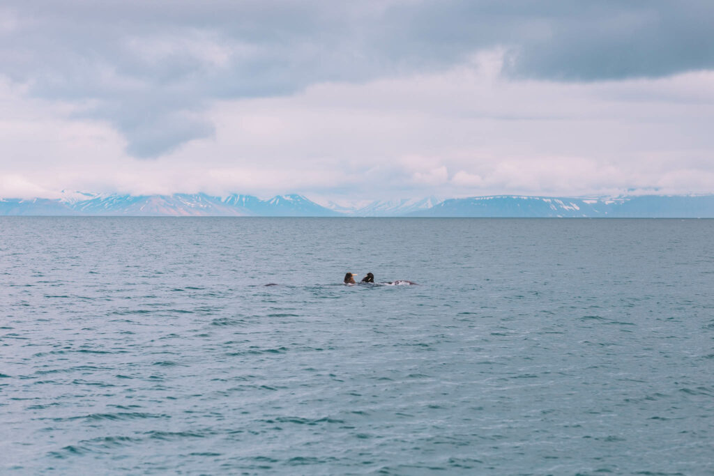 walrus safari svalbard