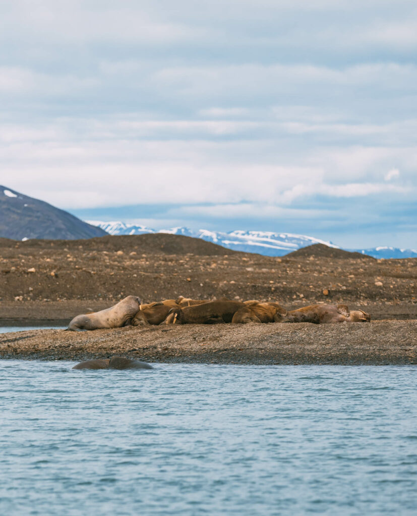 midnight sun svalbard