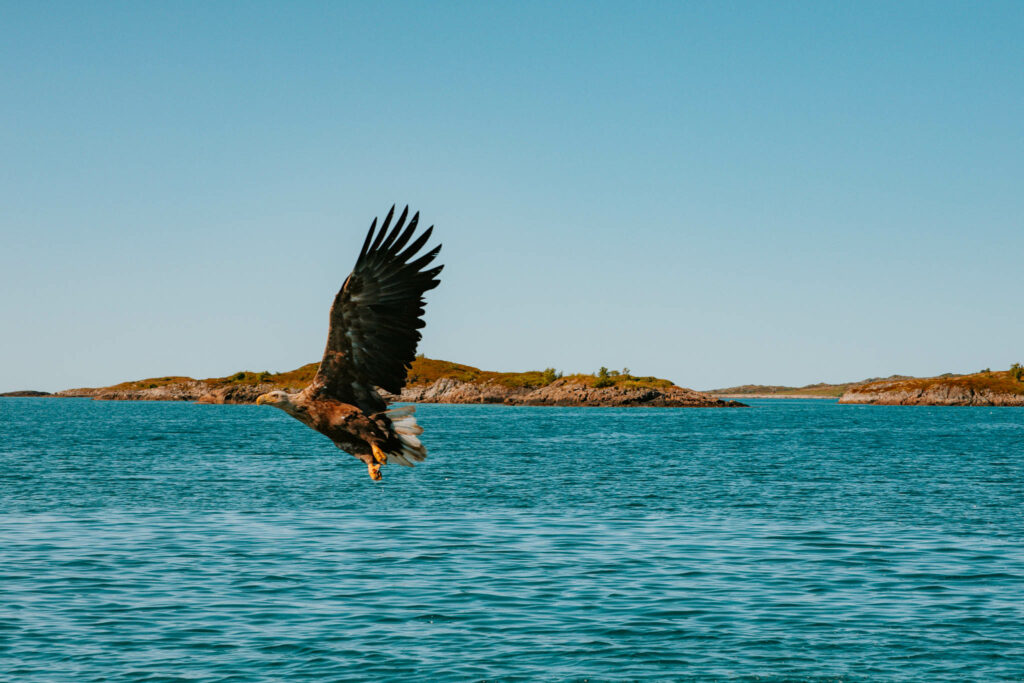 Sea eagle Safari, Svolvær