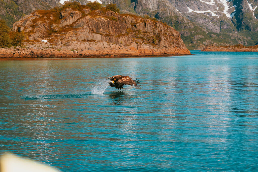 Eagle Safari, Svolvær
