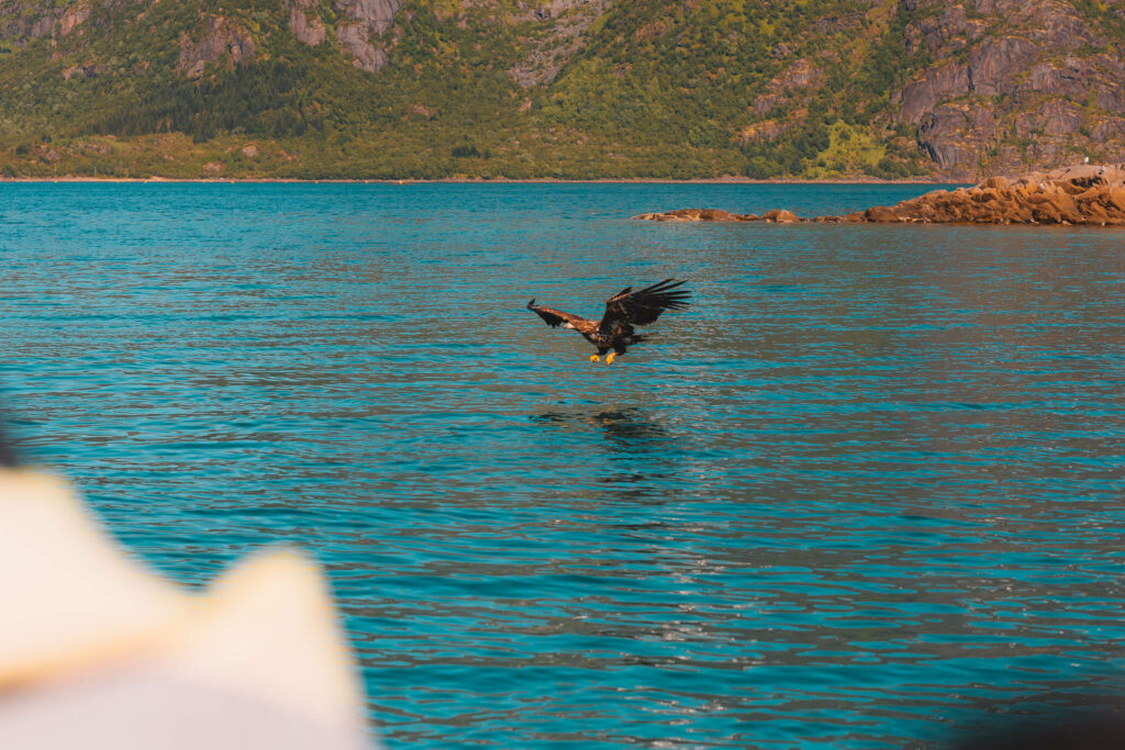 Eagle Safari, Svolvær