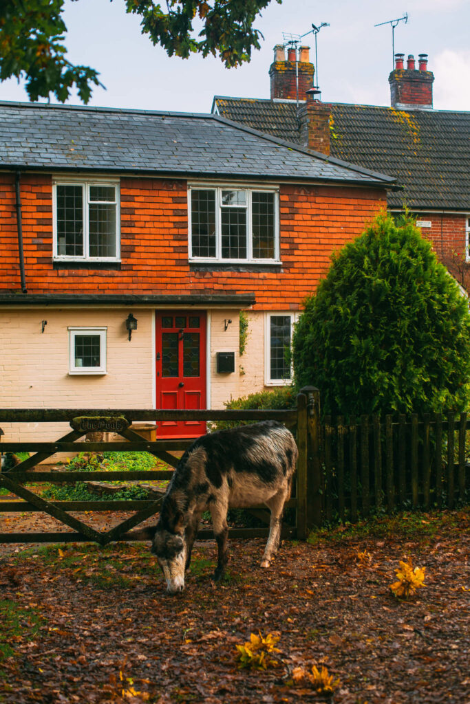 where to stay new forest