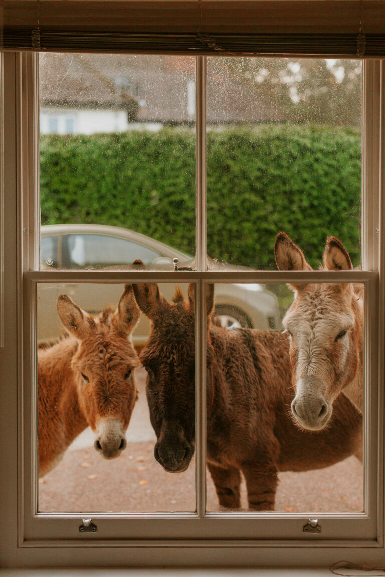 Things to do in the New Forest with Kids