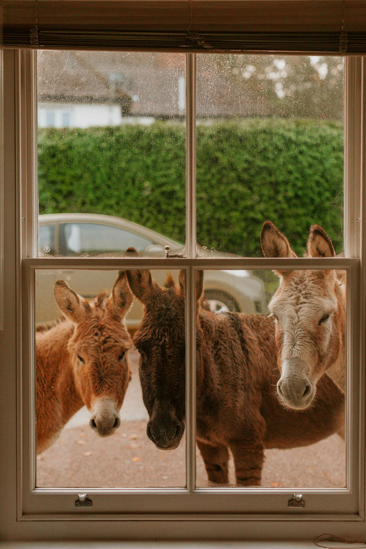 Things to do in the New Forest with Kids