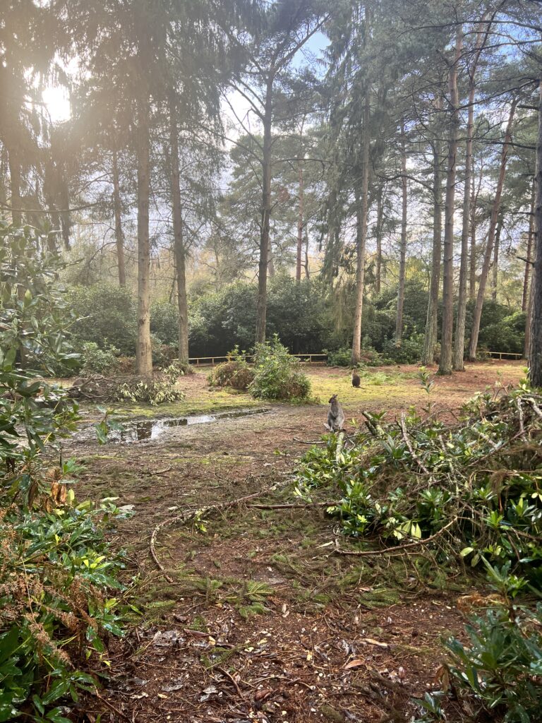 new forest national park