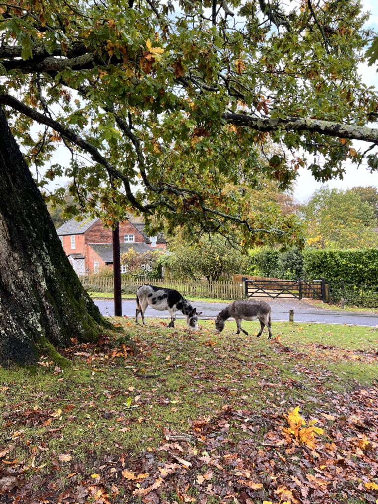ponies new forest