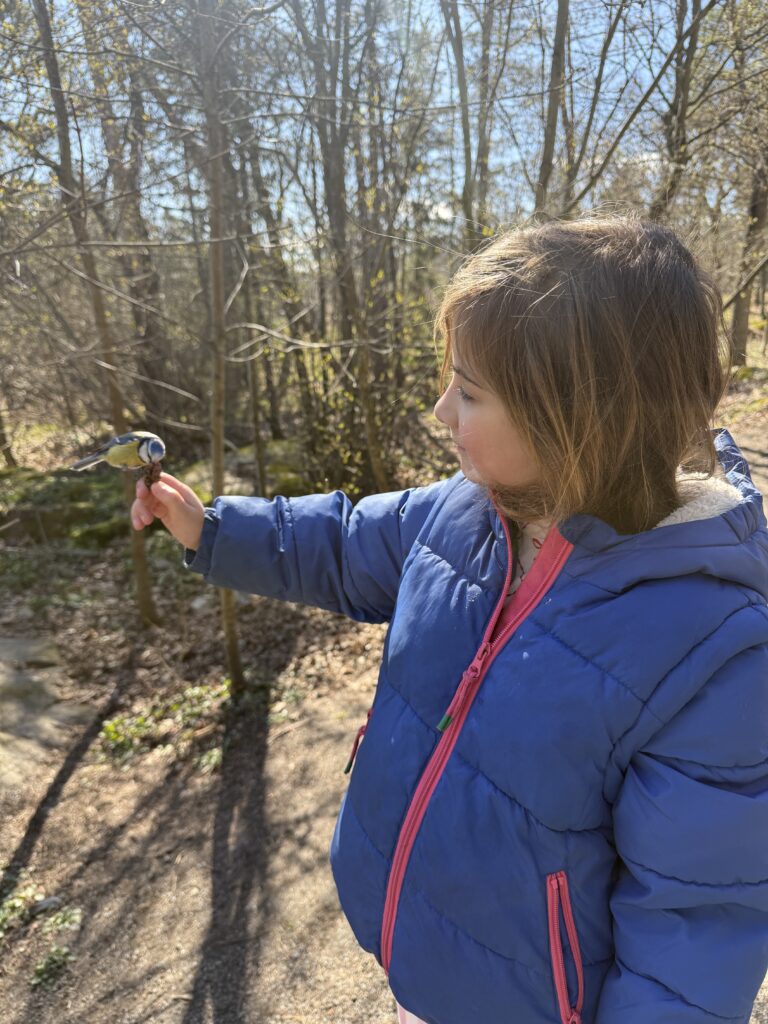 wild bird feeding skansen