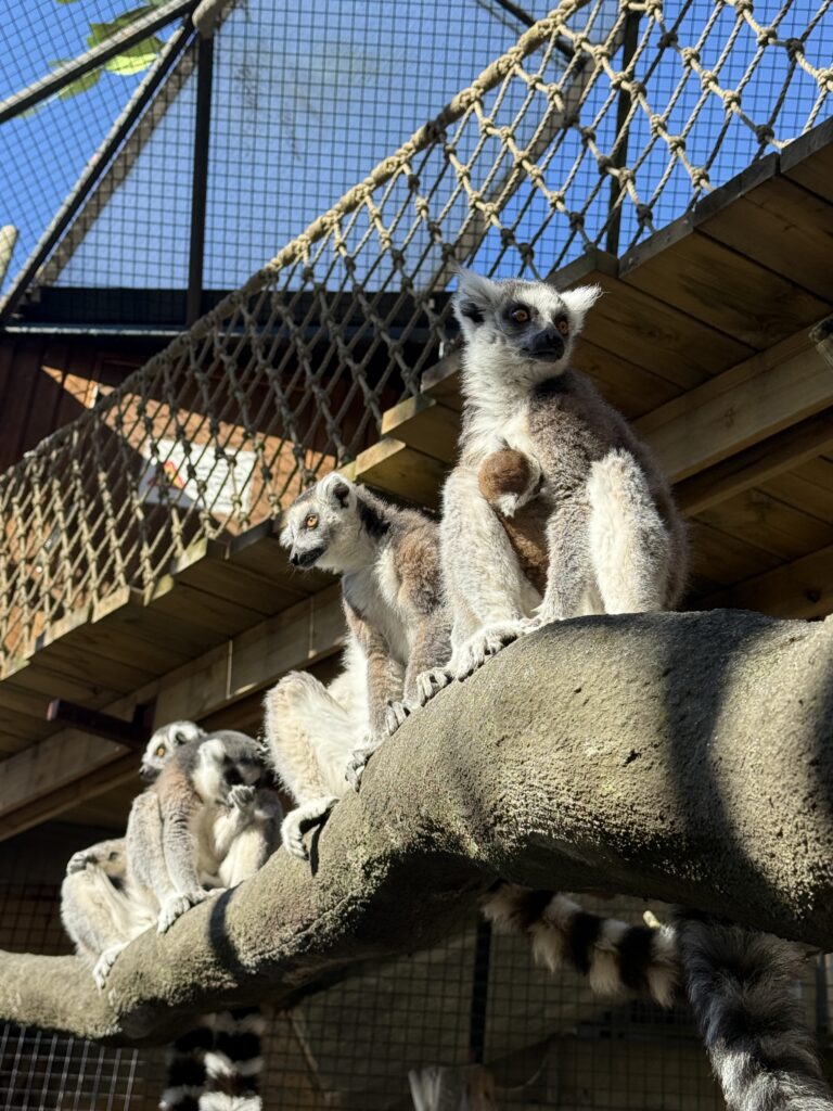 skansen museum