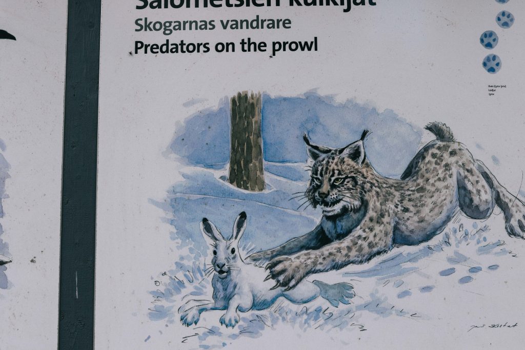 Helvetinjärvi National Park. A sign showing the animals found in Helvetinjärvi National Park. including a lynx and rabbit.