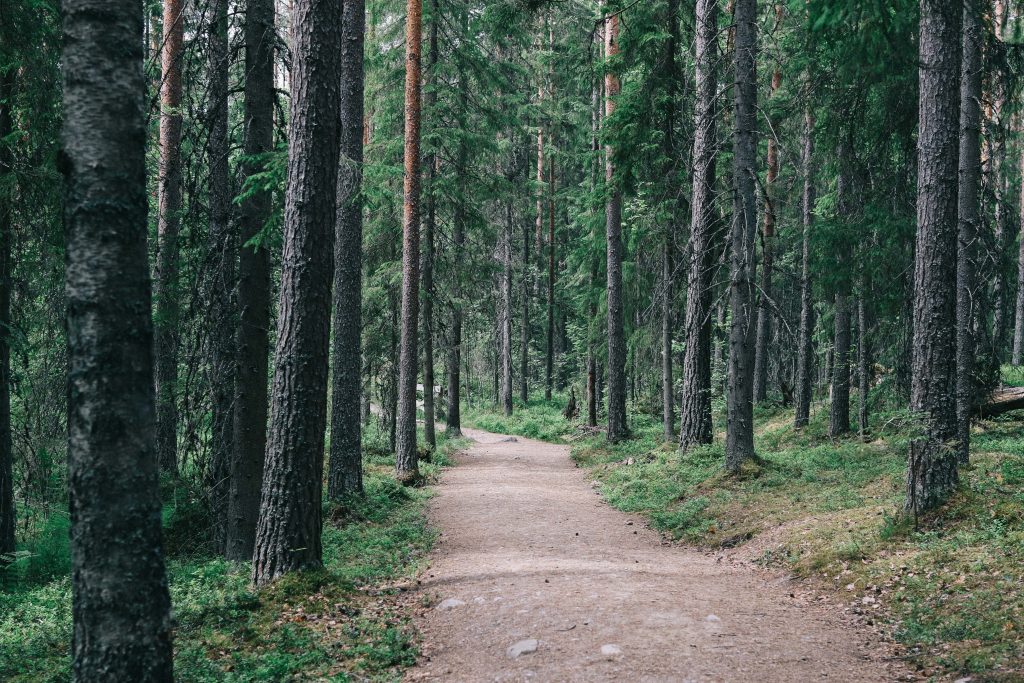 Helvetinjärvi National Park. A dirt path leading into the forests of Helvetinjärvi National Park.