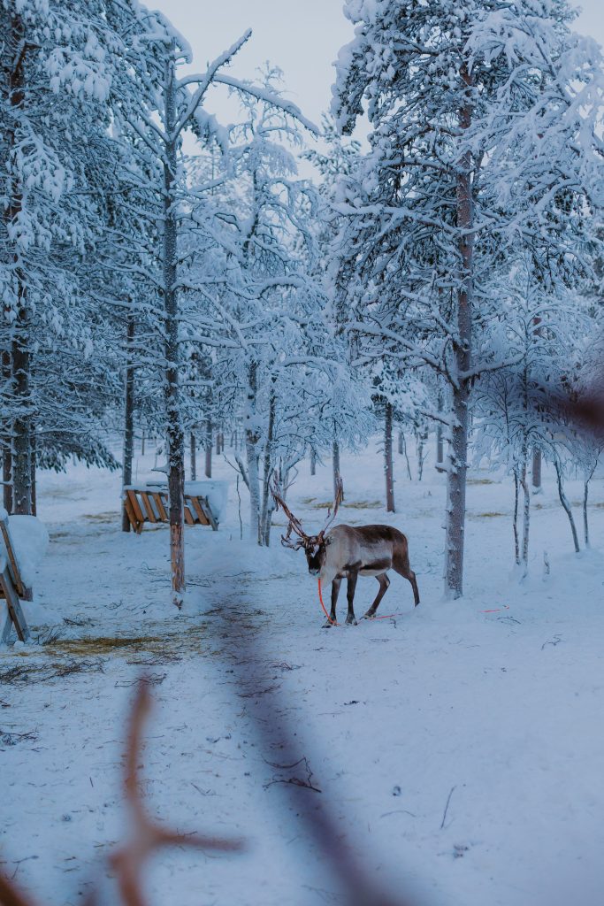 Inghams Lapland