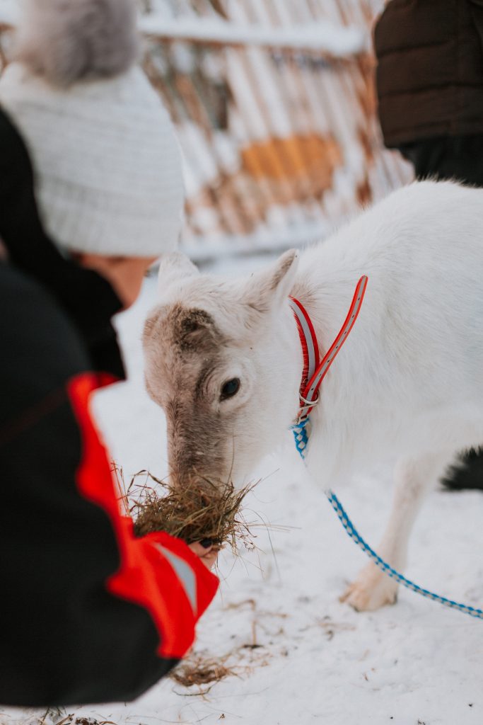 Inghams Lapland