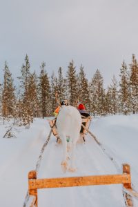 Inghams Lapland