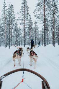huskie rides finnish arctic