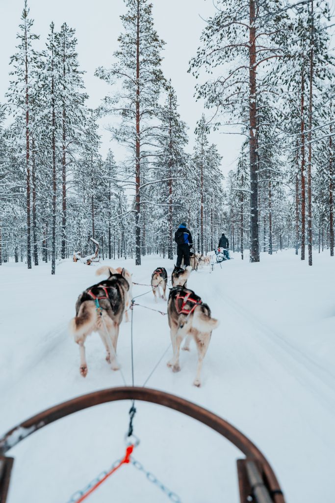 huskie rides finnish arctic