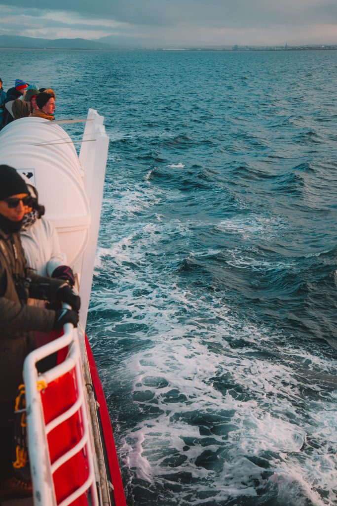 whale watching in reykjavik