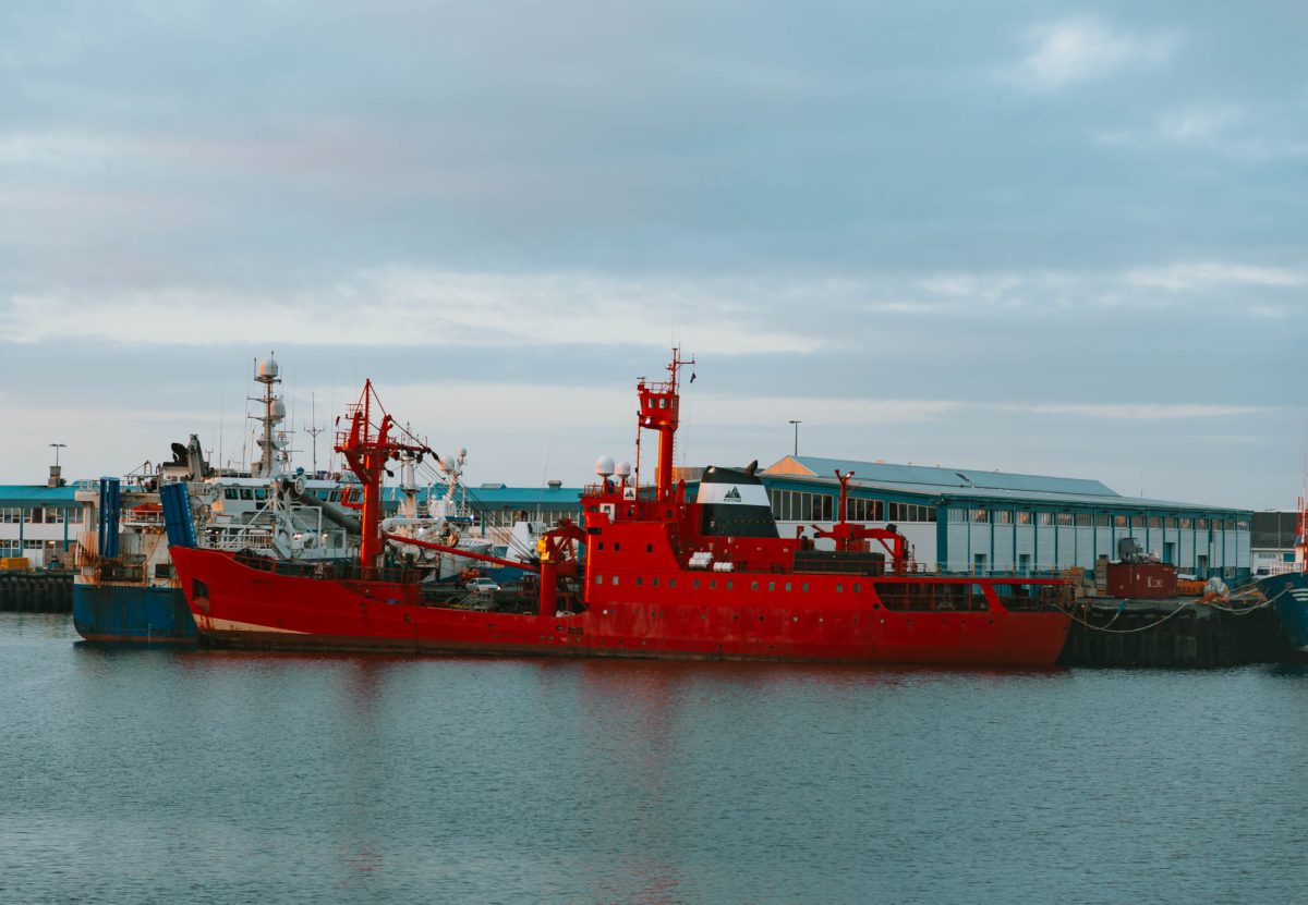 whale watching in Iceland