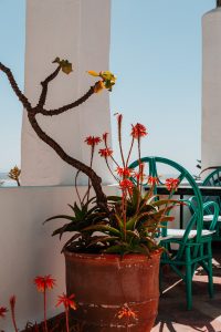 Things to do in Essaouria, Morocco
