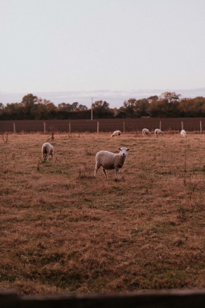 Things to do in Rye, East Sussex