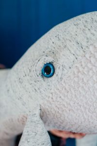 get stuffed whale