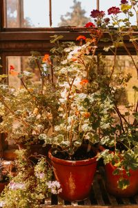 gardens to visit in norfolk