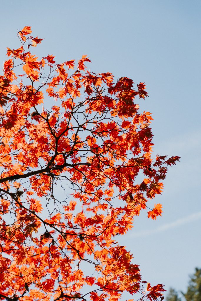 Free things to do in Portland