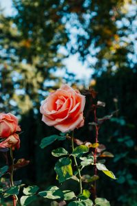 Free things to do in Portland