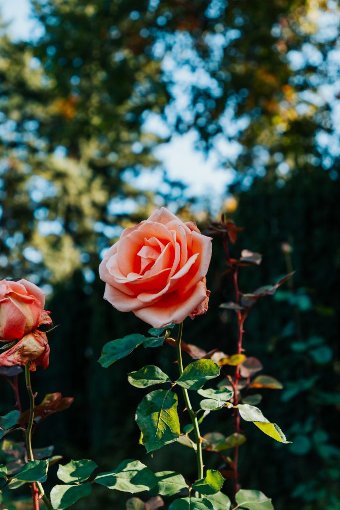 Free things to do in Portland
