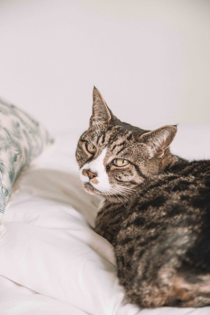 Review of Tielle Love Luxury Bedding