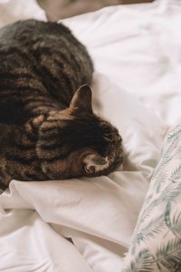 Review of Tielle Love Luxury Bedding