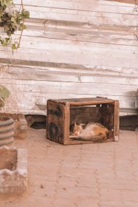 5 days in Marrakech
