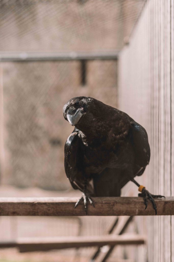 ravens, tower of London